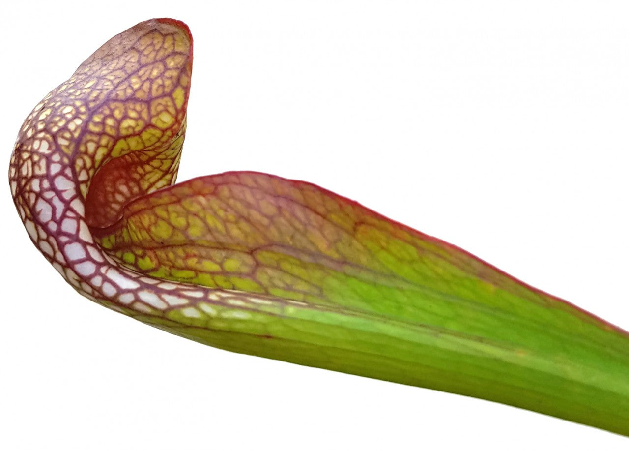 Sarracenia Psittacina