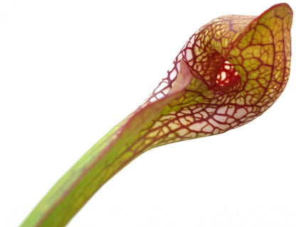 Sarracenia Psittacina