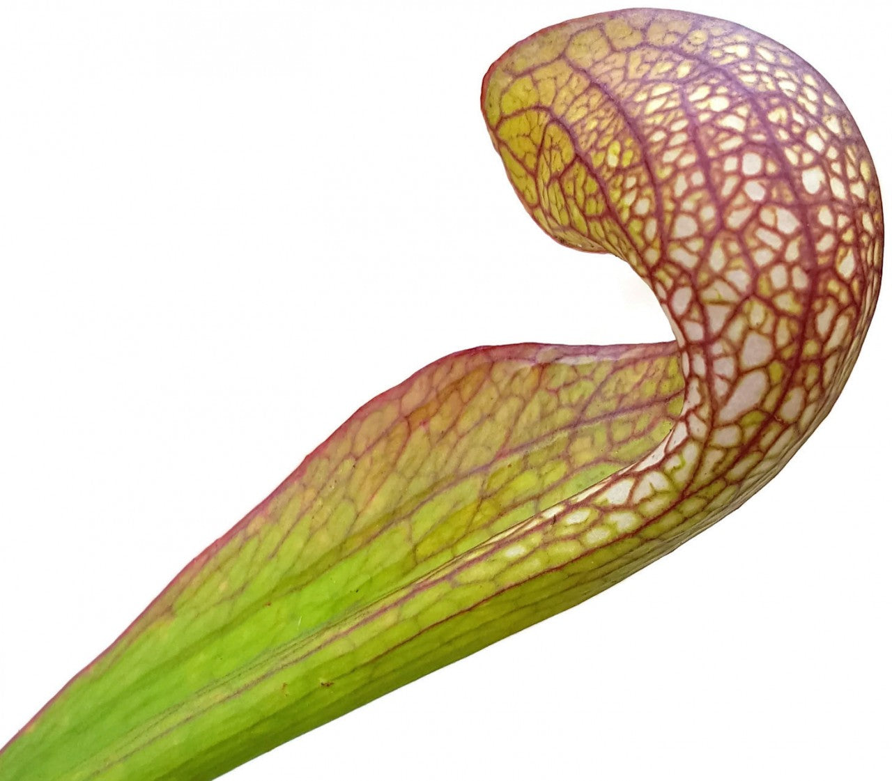 Sarracenia Psittacina