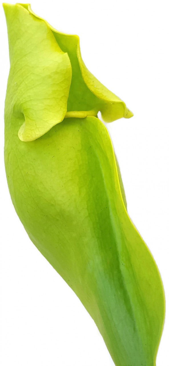 Sarracenia Purpurea ssp. Purpurea "Green Form"