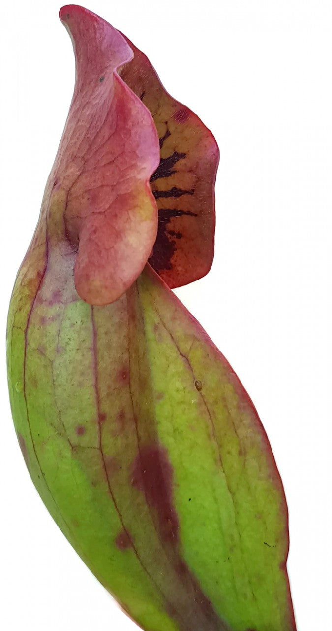 Sarracenia Purpurea ssp. Venosa var. Montana