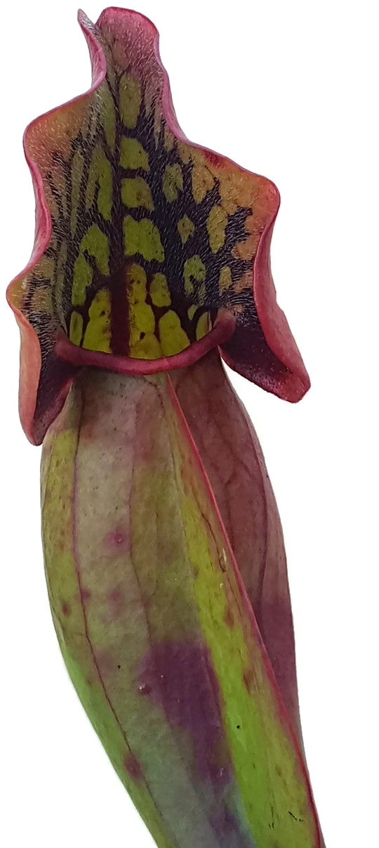 Sarracenia Purpurea ssp. Venosa var. Montana