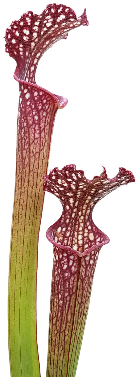 Sarracenia X Readii (Leucophylla X Rubra)