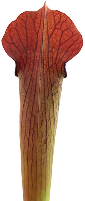 Sarracenia Rubra var. gulfensis &quot;FAT&quot;