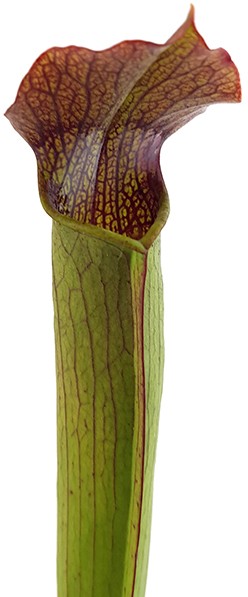 Sarracenia Rubra var. gulfensis &quot;FAT&quot;