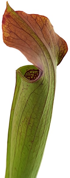 Sarracenia Rubra var. gulfensis &quot;FAT&quot;