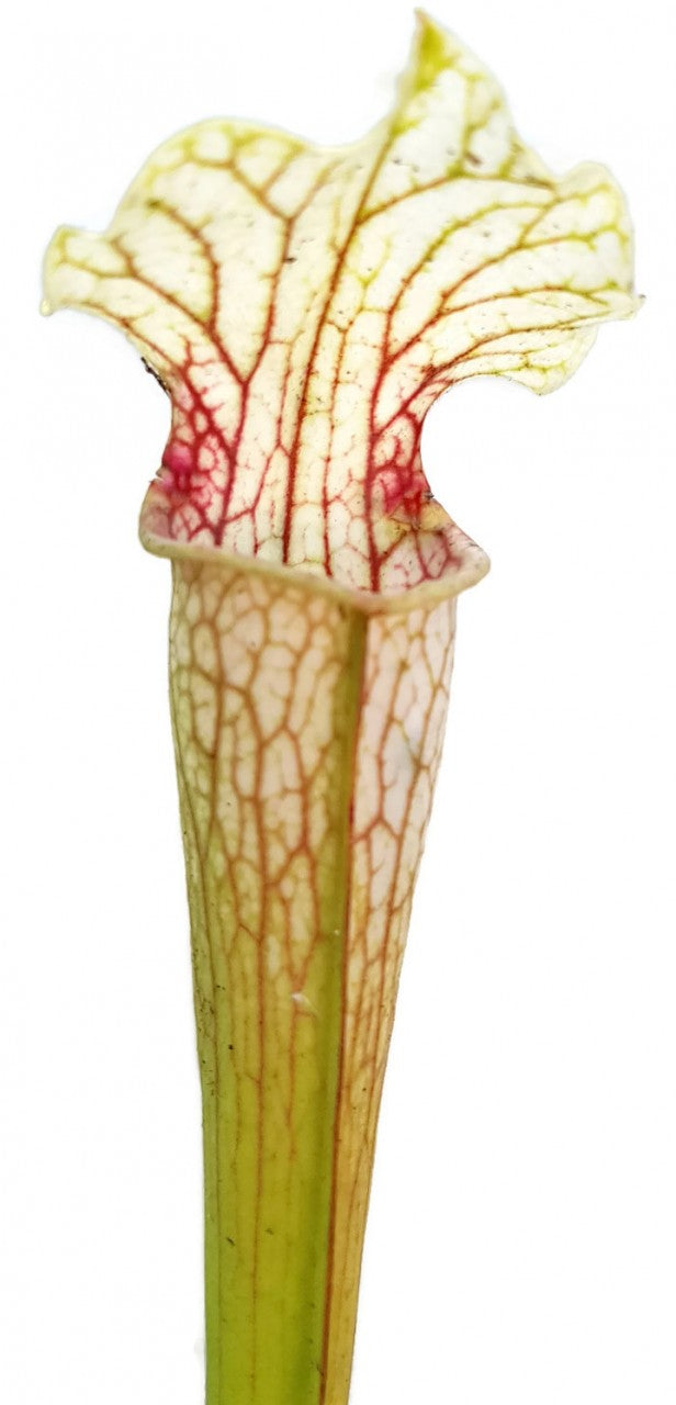 Sarracenia Rubra ssp. Gulfensis Heterophylla X Leucophylla &quot;Schnell´s Ghost&quot;