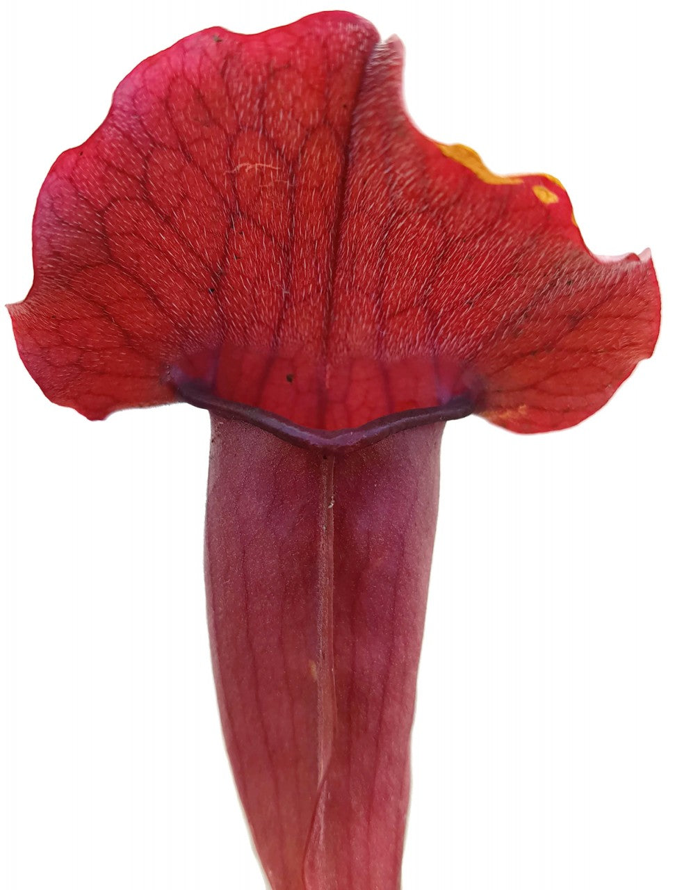 Sarracenia X Chelsonii (Rubra X Purpurea)