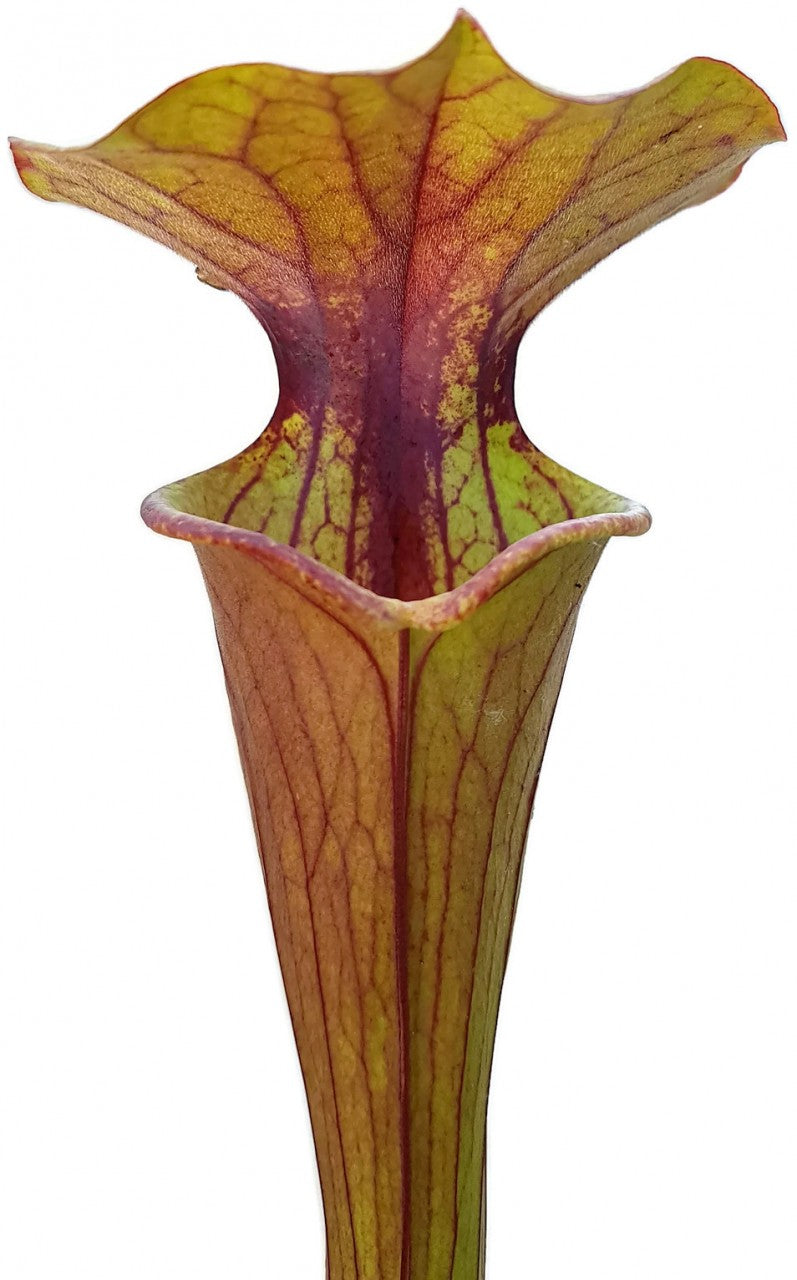 Sarracenia &quot;Tygo&quot;