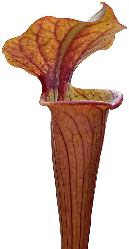 Sarracenia &quot;Tygo&quot;