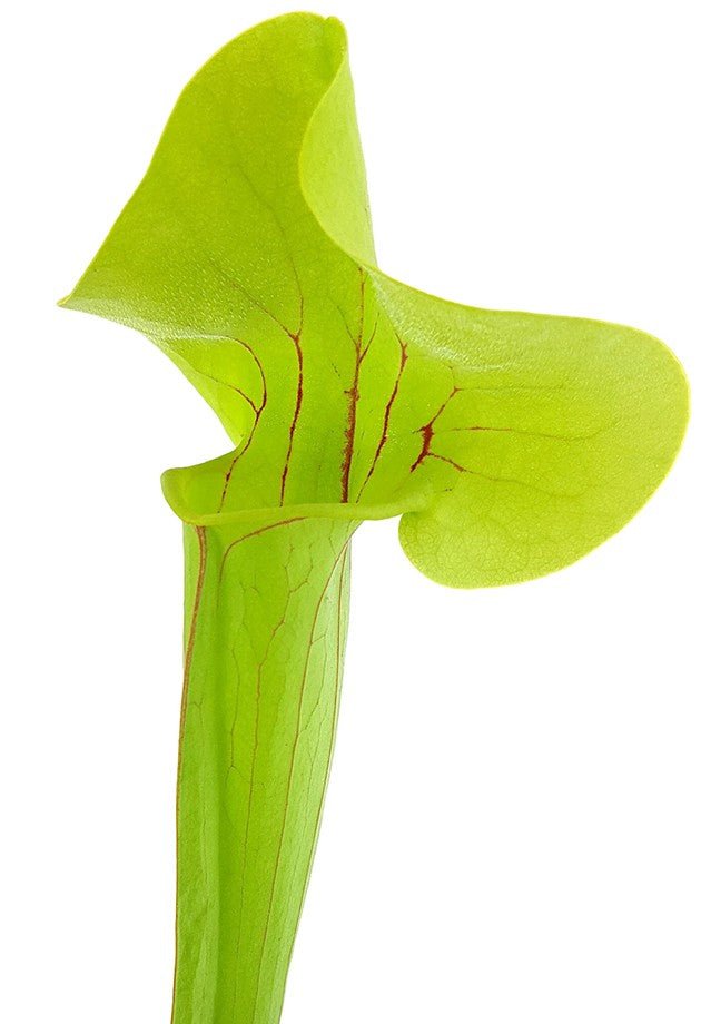 Sarracenia &quot;Kobra Kahn&quot;