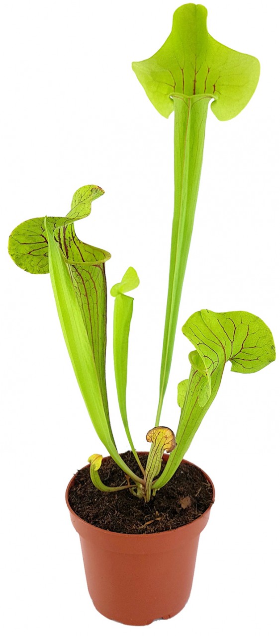 Sarracenia &quot;Kobra Kahn&quot;