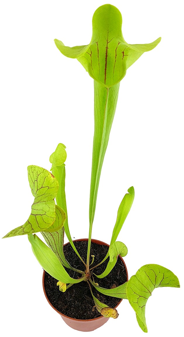 Sarracenia &quot;Kobra Kahn&quot;