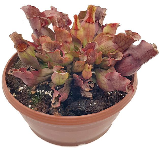 Sarracenia Purpurea ssp. Purpurea - XL Schale