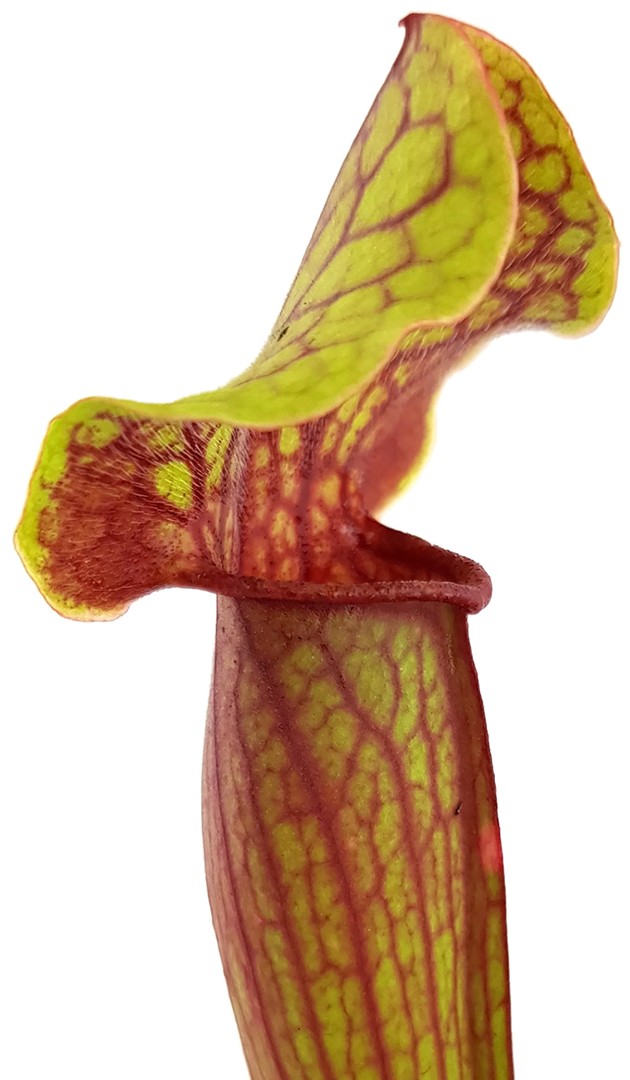 Sarracenia X &quot;Tess&quot;