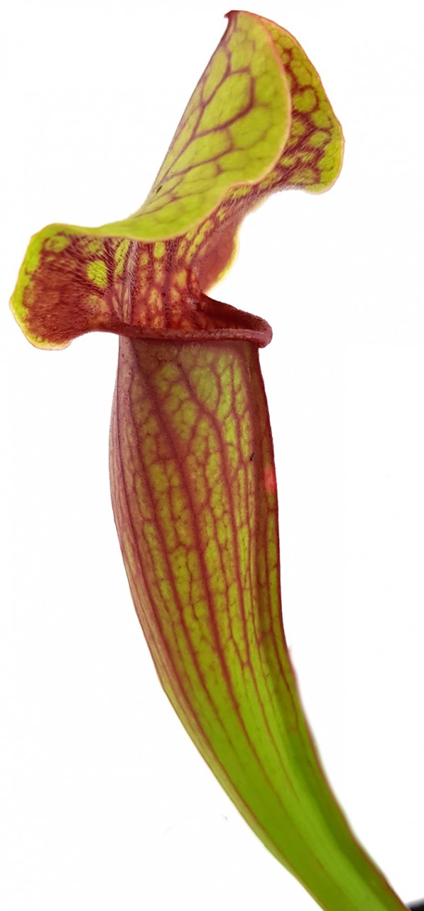 Sarracenia X &quot;Tess&quot;