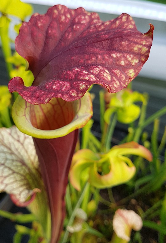 Sarracenia X "Dedication"