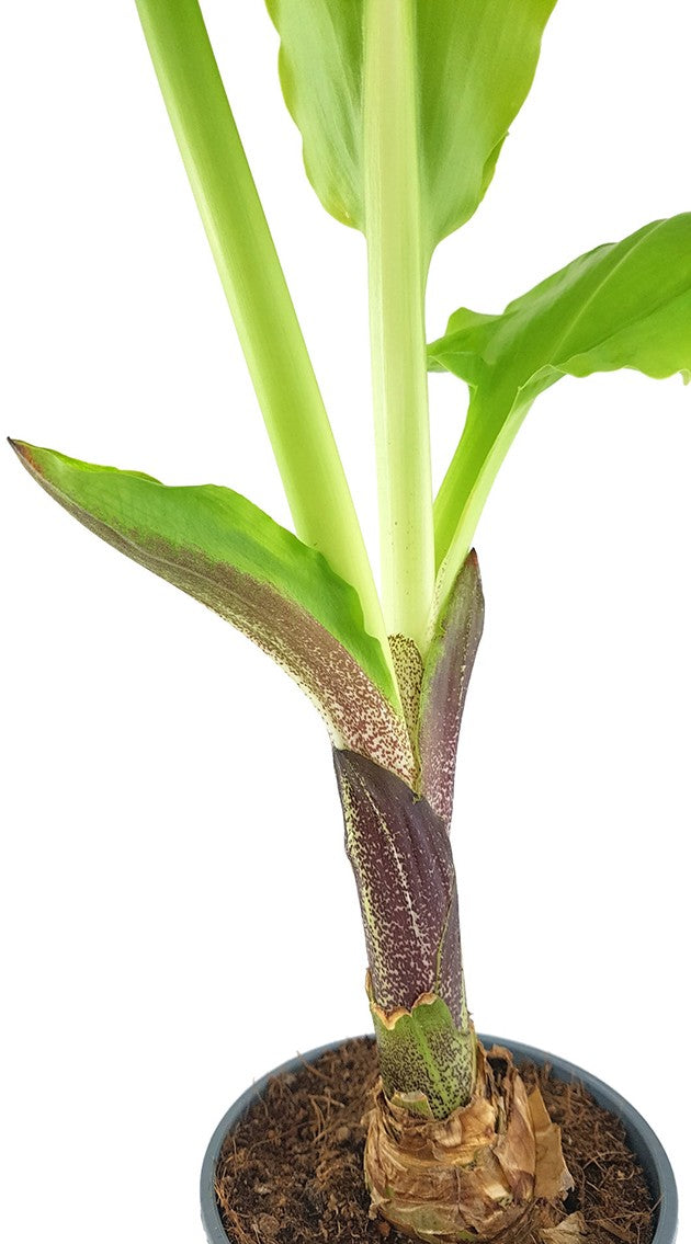 Scadoxus &quot;katharinae&quot; - Blutblume SALE ohne Blüte