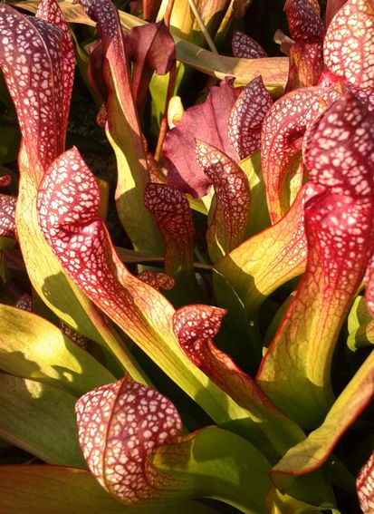 Sarracenia X cv. &quot;Scarlett Belle&quot;