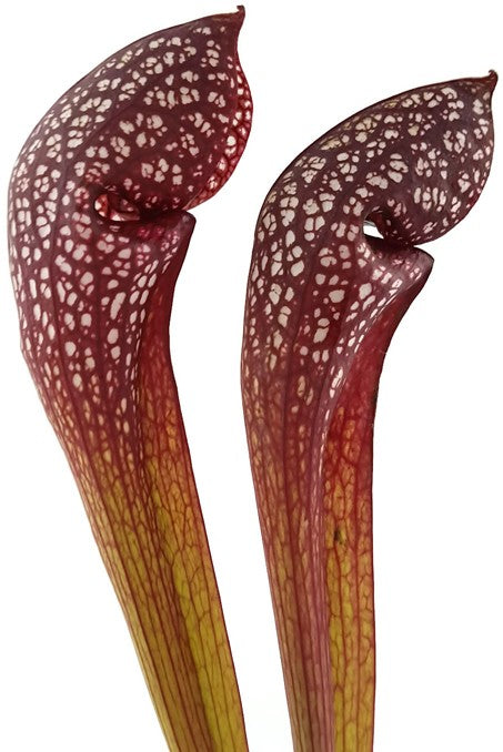 Sarracenia X cv. "Scarlett Belle"