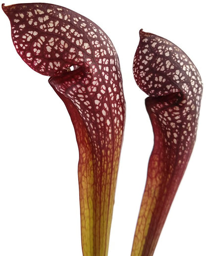 Sarracenia X cv. &quot;Scarlett Belle&quot;