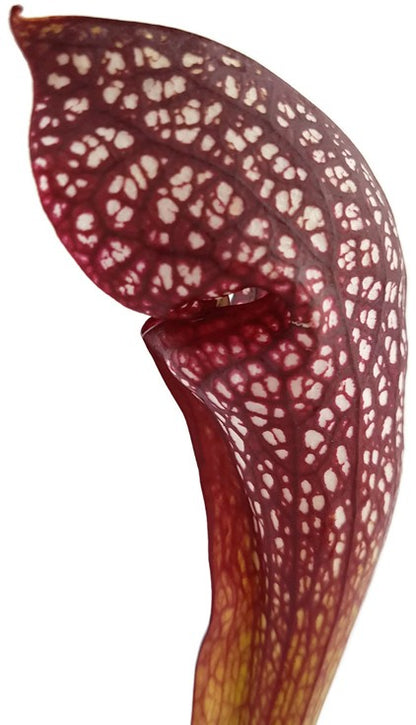 Sarracenia X cv. &quot;Scarlett Belle&quot;