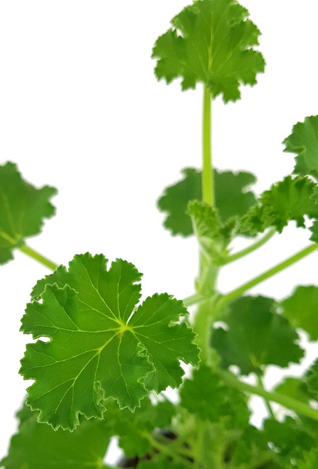 Pelargonium x Asperum &quot;Cola Fresh&quot; - Duftgeranie