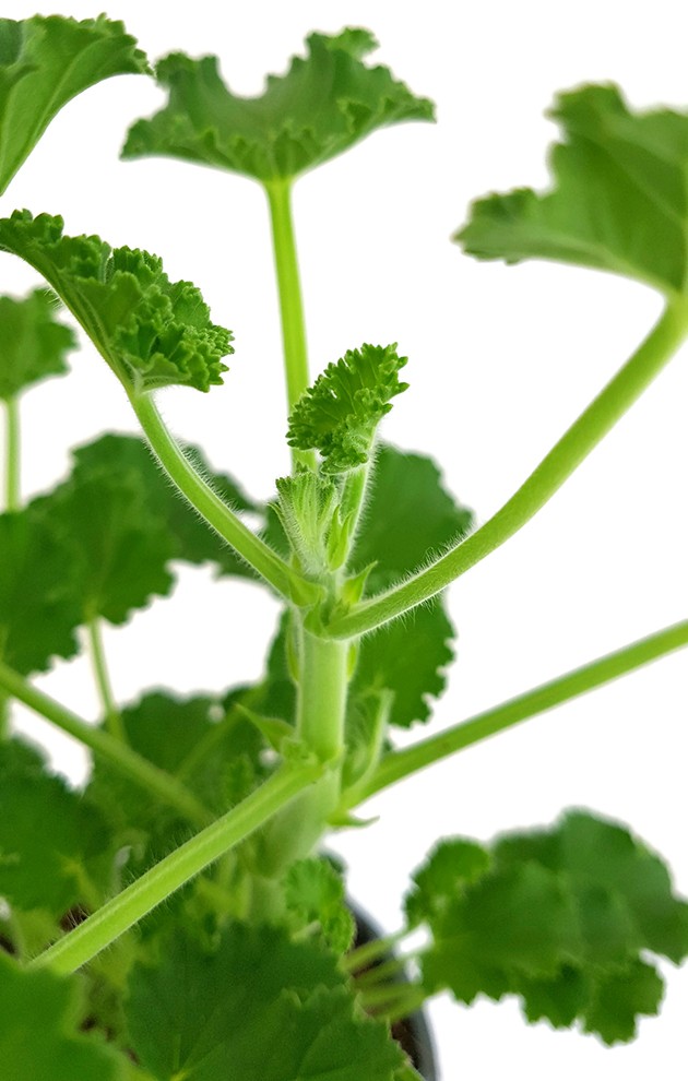 Pelargonium x Asperum &quot;Cola Fresh&quot; - Duftgeranie