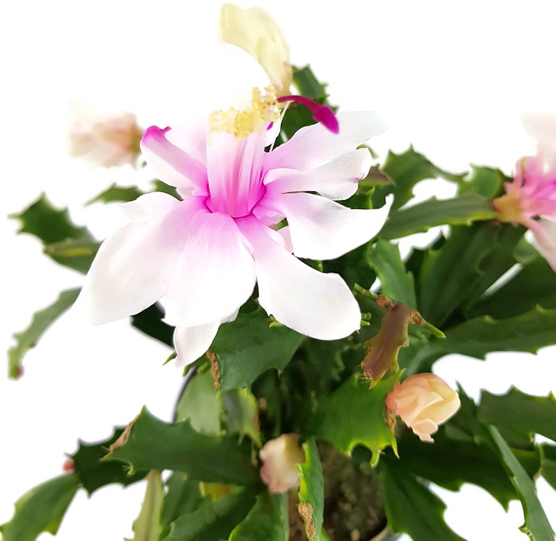 Schlumbergera Hybride &quot;wild&quot; - Weihnachtskaktus weiß / rosa Blüte