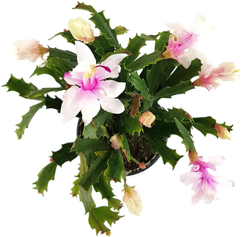 Schlumbergera Hybride &quot;wild&quot; - Weihnachtskaktus weiß / rosa Blüte