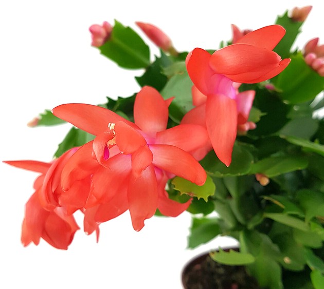 Schlumbergera Hybride - Weihnachtskaktus roter Blüte