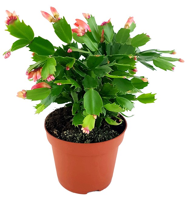 Schlumbergera Hybride - Weihnachtskaktus roter Blüte