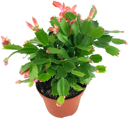 Schlumbergera Hybride - Weihnachtskaktus roter Blüte