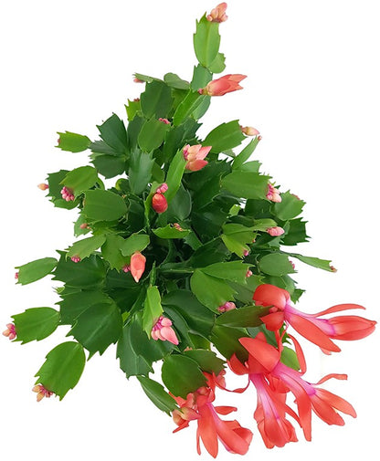 Schlumbergera Hybride - Weihnachtskaktus roter Blüte