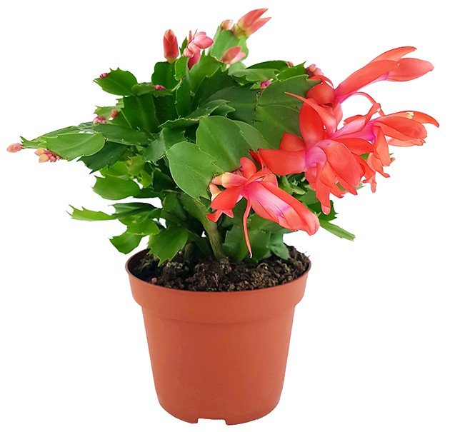 Schlumbergera Hybride - Weihnachtskaktus roter Blüte