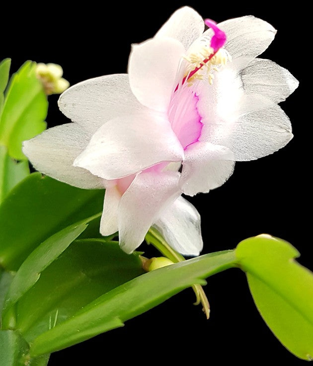 Schlumbergera Hybride - Weihnachtskaktus weißer Blüte