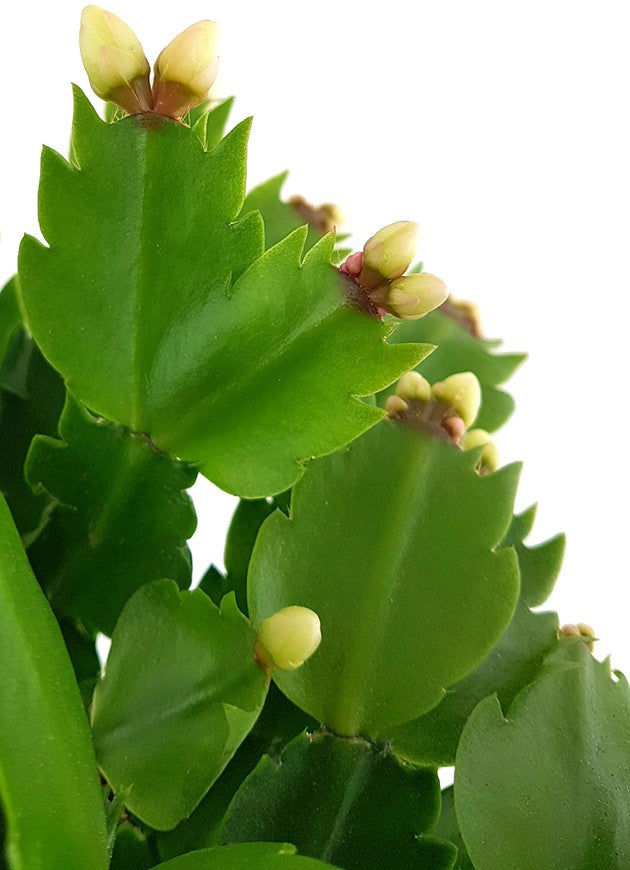 Schlumbergera Hybride - Weihnachtskaktus weißer Blüte