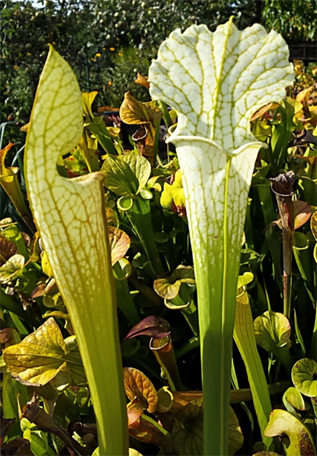 Sarracenia Leucophylla &quot;Schnell&quot;s Ghost&quot;