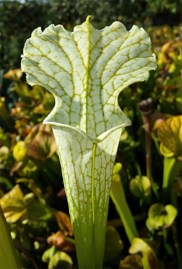 Sarracenia Leucophylla &quot;Schnell&quot;s Ghost&quot;