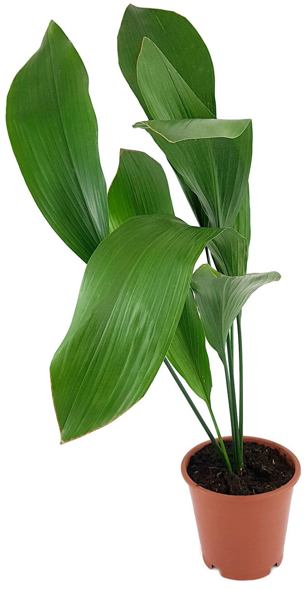 Aspidistra elatior - Schusterpalme