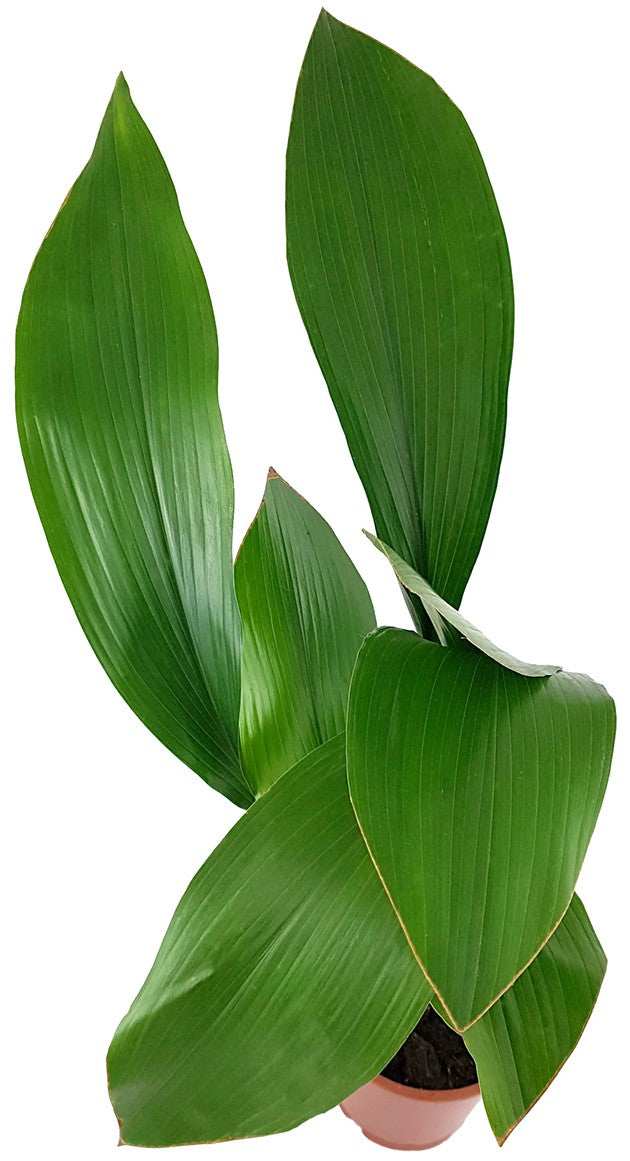 Aspidistra elatior - Schusterpalme