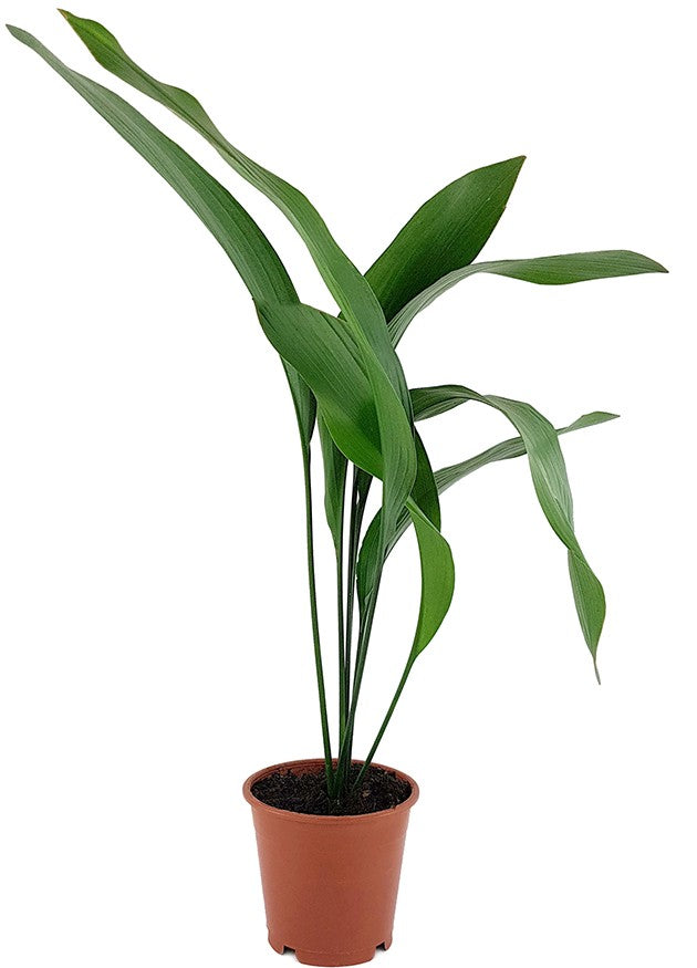 Aspidistra elatior - Schusterpalme