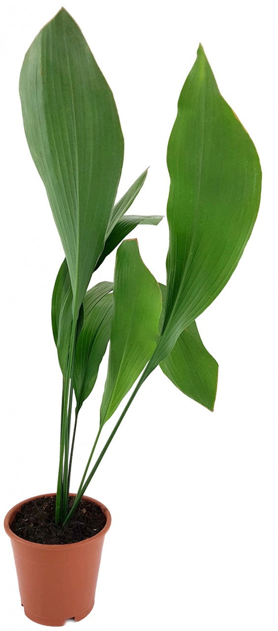 Aspidistra elatior - Schusterpalme