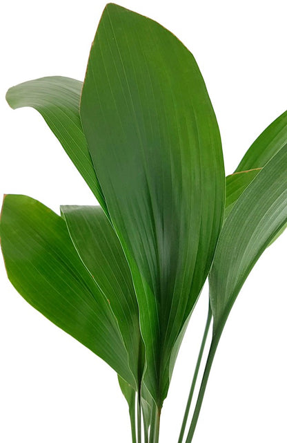 Aspidistra elatior - Schusterpalme