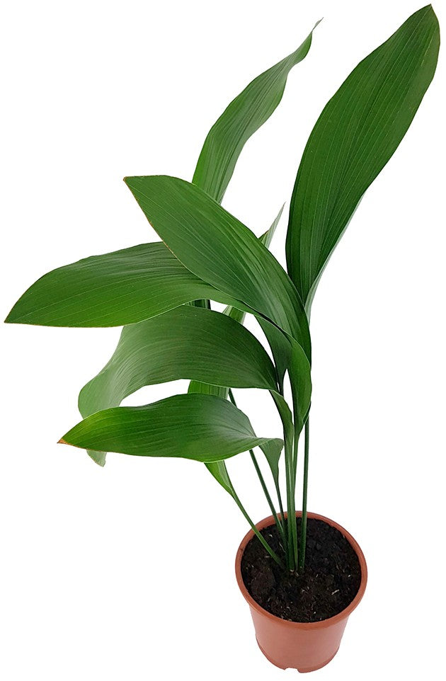 Aspidistra elatior - Schusterpalme