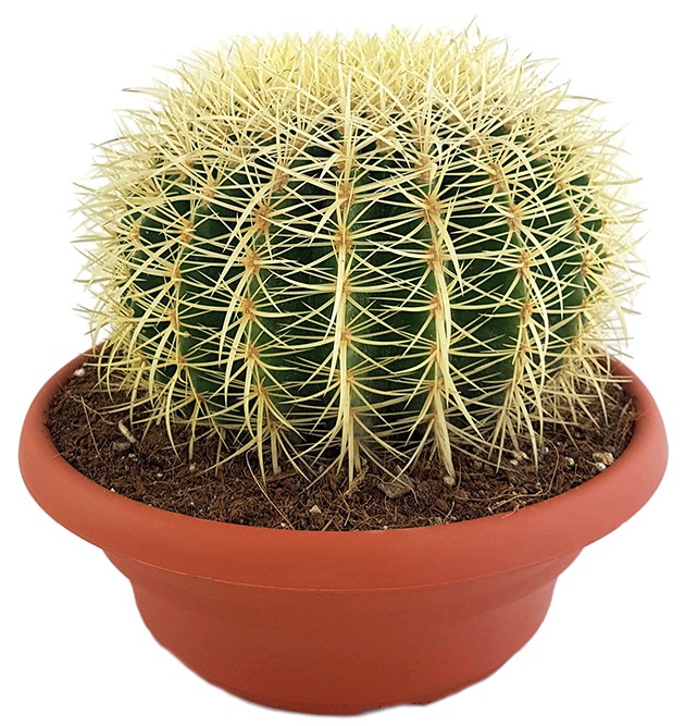 Echinocactus grusonii - Schwiegermutterstuhl