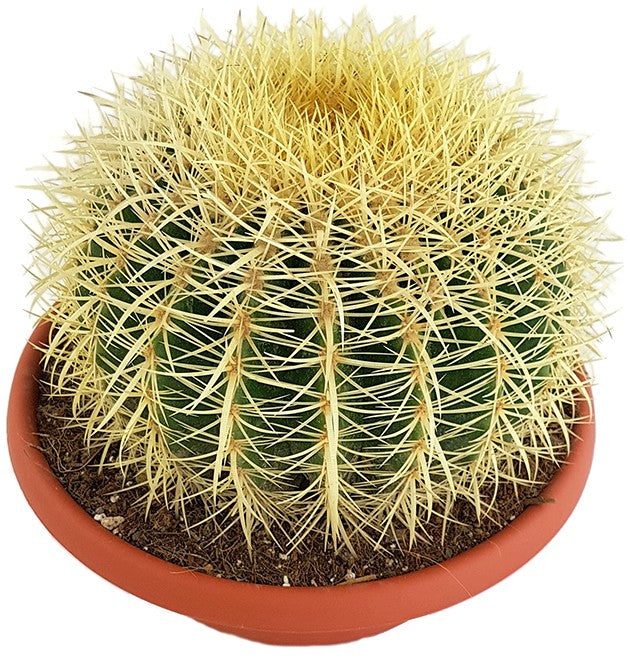 Echinocactus grusonii - Schwiegermutterstuhl