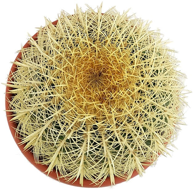 Echinocactus grusonii - Schwiegermutterstuhl