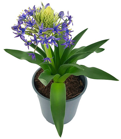 Scilla peruviana - peruanischer Blaustern - SALE ohne Blüten