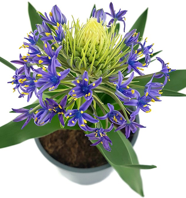 Scilla peruviana - peruanischer Blaustern - SALE ohne Blüten